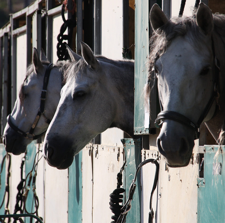 Face au Covid-19, quels sont les droits et devoirs du propriétaire d’un cheval en pension ?